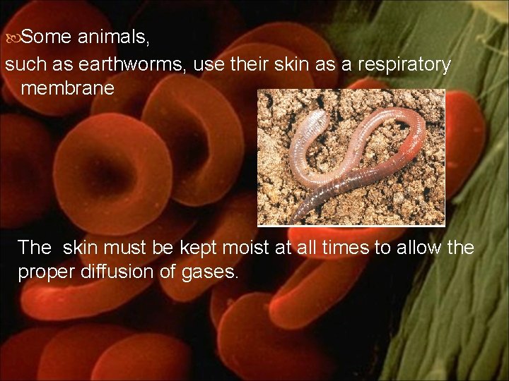  Some animals, such as earthworms, use their skin as a respiratory membrane The