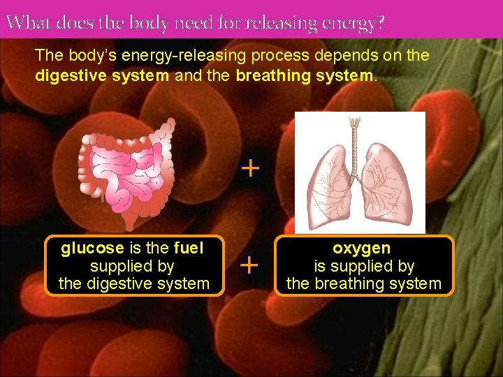 What does the body need for releasing energy? The body’s energy-releasing process depends on