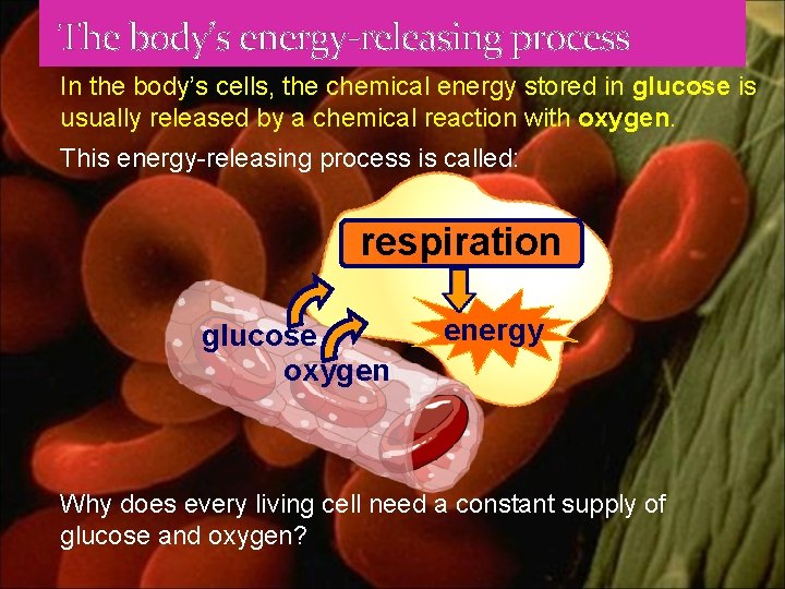 The body’s energy-releasing process In the body’s cells, the chemical energy stored in glucose