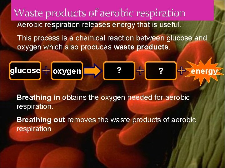 Waste products of aerobic respiration Aerobic respiration releases energy that is useful. This process