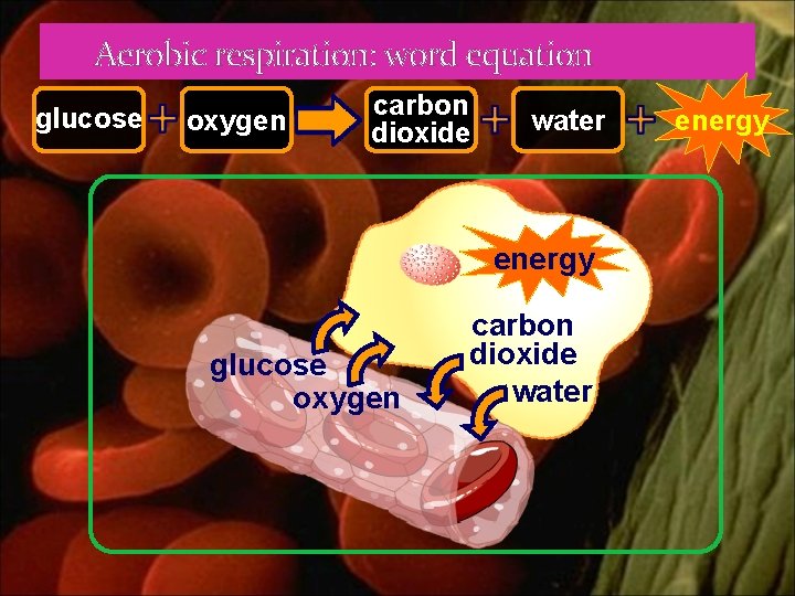 Aerobic respiration: word equation glucose oxygen carbon dioxide water energy 