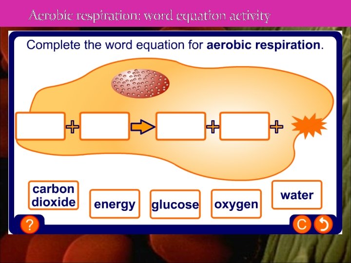 Aerobic respiration: word equation activity 