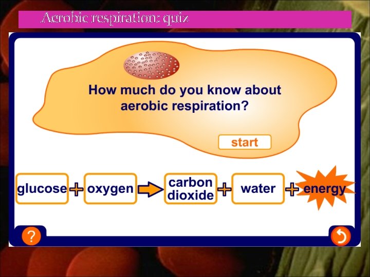 Aerobic respiration: quiz 