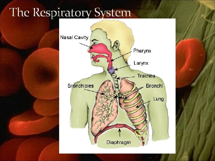 The Respiratory System 