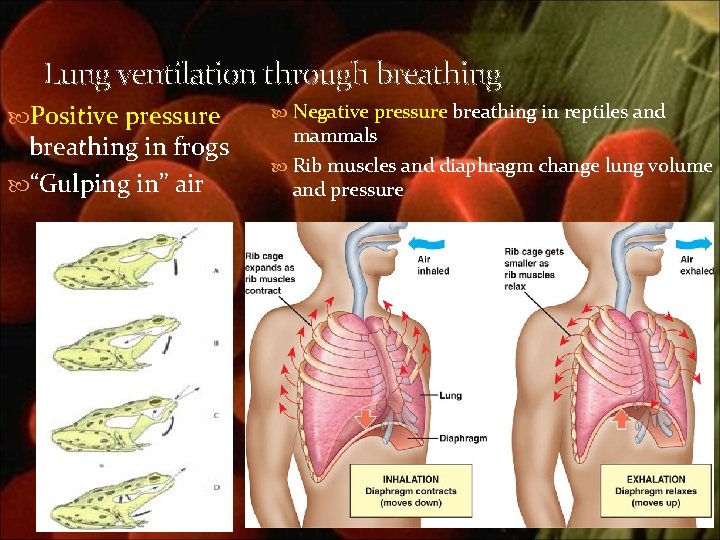 Lung ventilation through breathing Positive pressure breathing in frogs “Gulping in” air Negative pressure