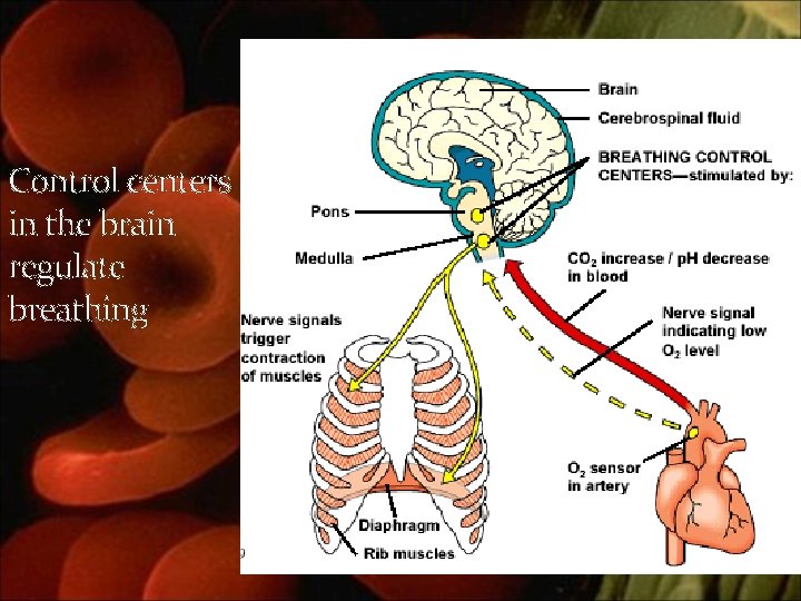 Control centers in the brain regulate breathing 