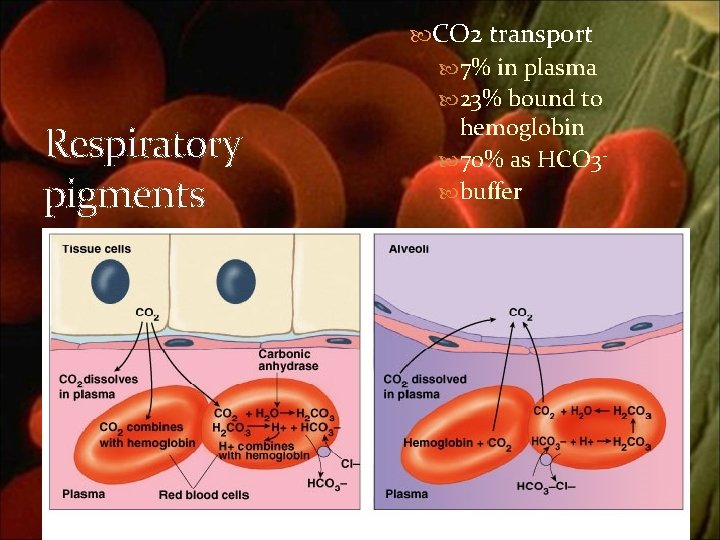  CO 2 transport 7% in plasma 23% bound to Respiratory pigments hemoglobin 70%