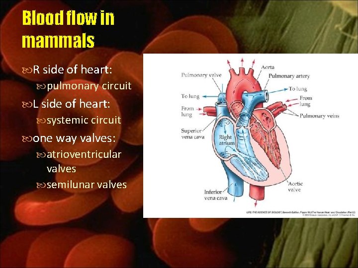 Blood flow in mammals R side of heart: pulmonary circuit L side of heart: