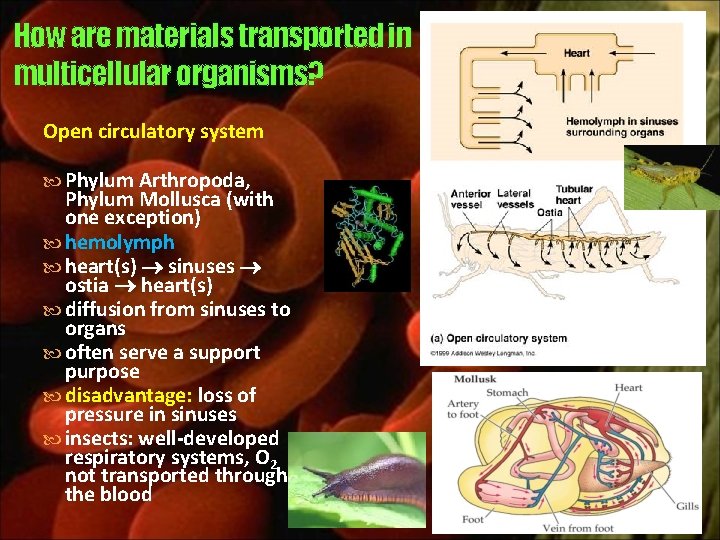 How are materials transported in multicellular organisms? Open circulatory system Phylum Arthropoda, Phylum Mollusca