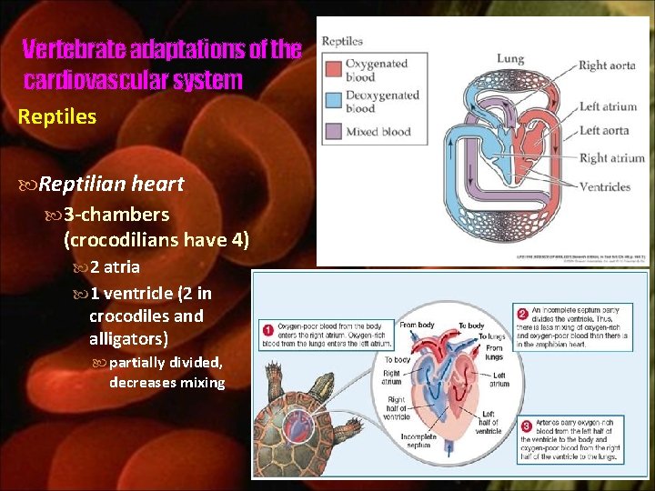 Vertebrate adaptations of the cardiovascular system Reptiles Reptilian heart 3 -chambers (crocodilians have 4)