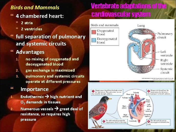 Birds and Mammals 4 chambered heart: 2 atria 2 ventricles full separation of pulmonary