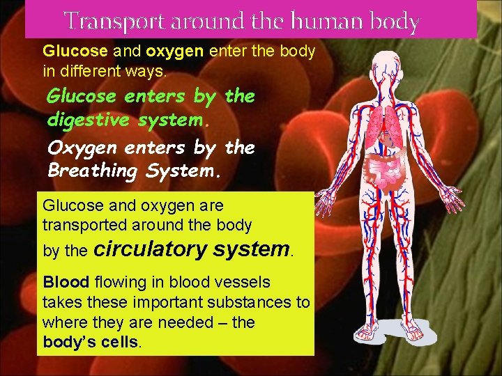 Transport around the human body Glucose and oxygen enter the body in different ways.