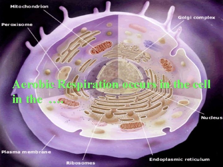 Aerobic Respiration occurs in the cell in the …. 