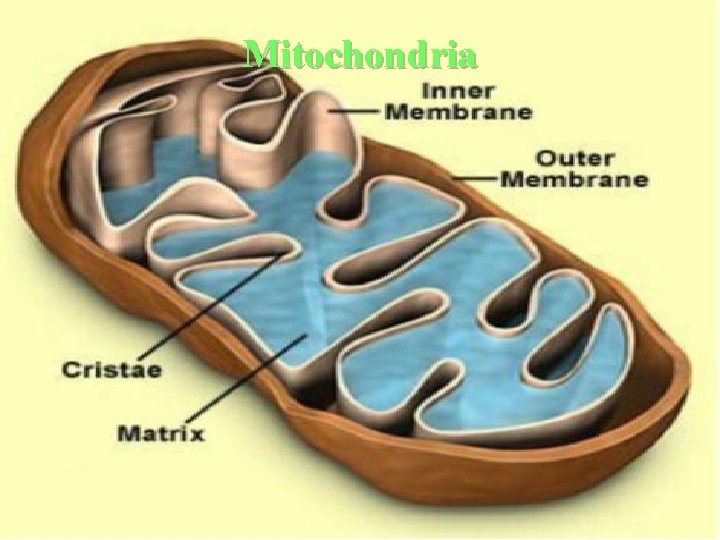 Mitochondria 