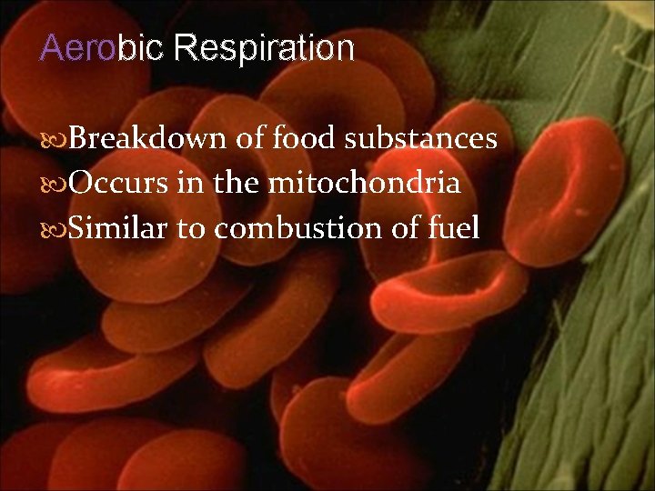 Aerobic Respiration Breakdown of food substances Occurs in the mitochondria Similar to combustion of