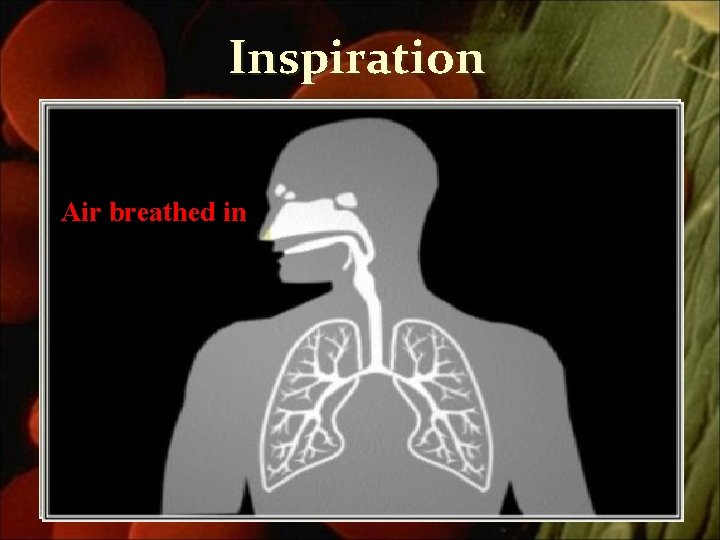 Inspiration Air breathed in in 