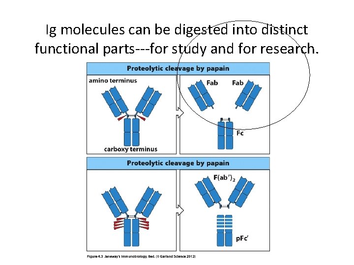 Ig molecules can be digested into distinct functional parts---for study and for research. 