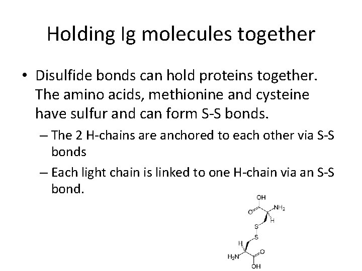 Holding Ig molecules together • Disulfide bonds can hold proteins together. The amino acids,