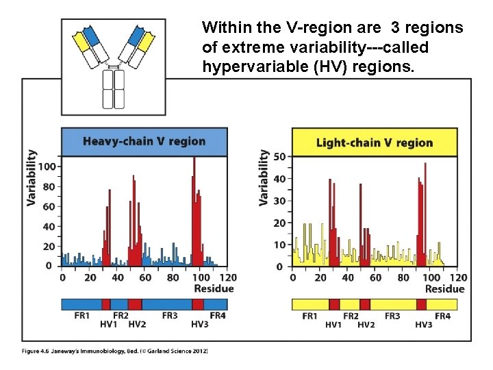Within the V-region are 3 regions of extreme variability---called hypervariable (HV) regions. 