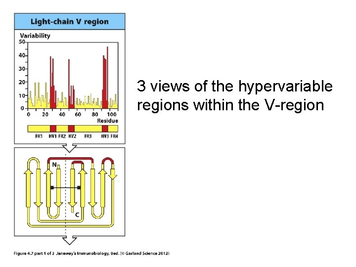 3 views of the hypervariable regions within the V-region 