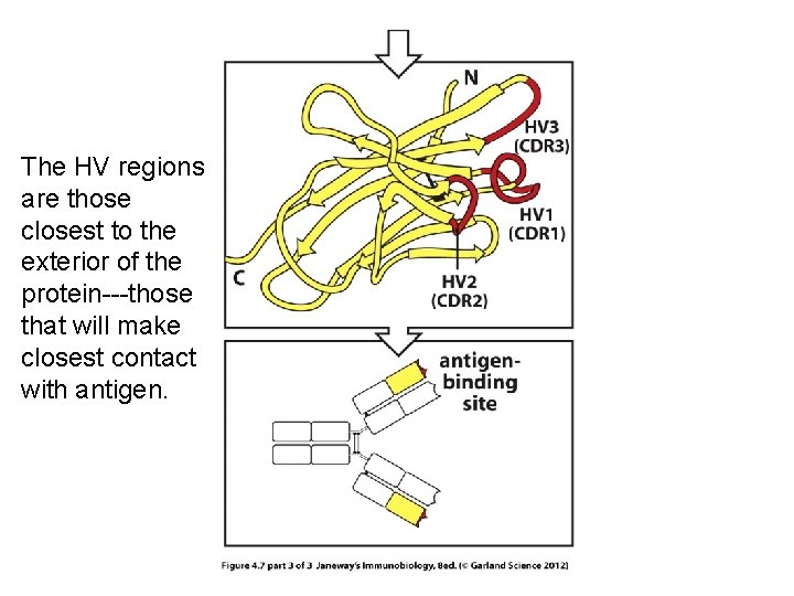 The HV regions are those closest to the exterior of the protein---those that will