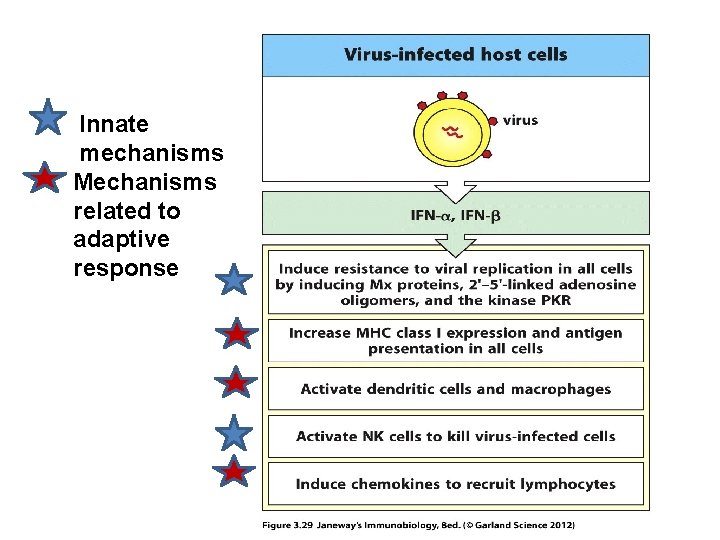 Innate mechanisms Mechanisms related to adaptive response 