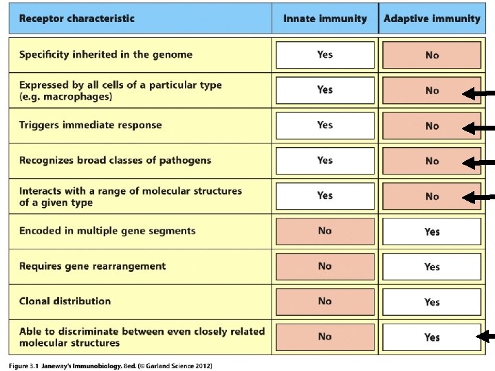 Moving on… We’ll begin thinking about adaptive immunity. Chapter 3 introduces B and T-cells