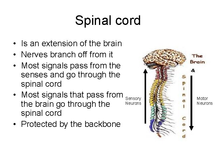 Spinal cord • Is an extension of the brain • Nerves branch off from