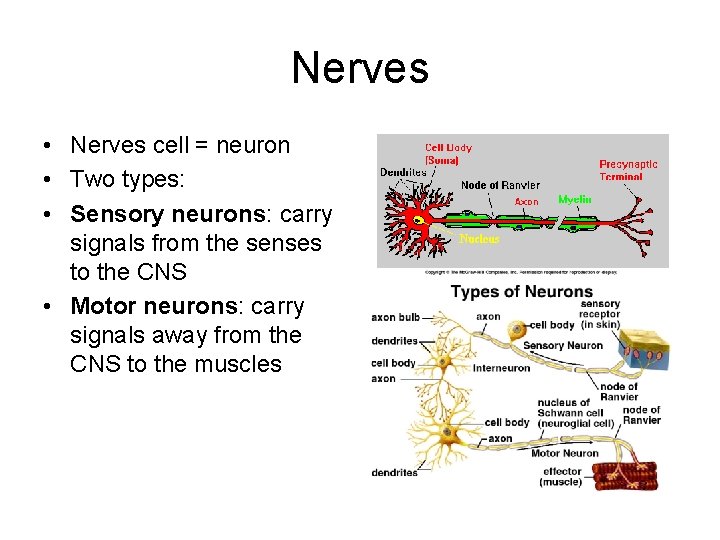 Nerves • Nerves cell = neuron • Two types: • Sensory neurons: carry signals