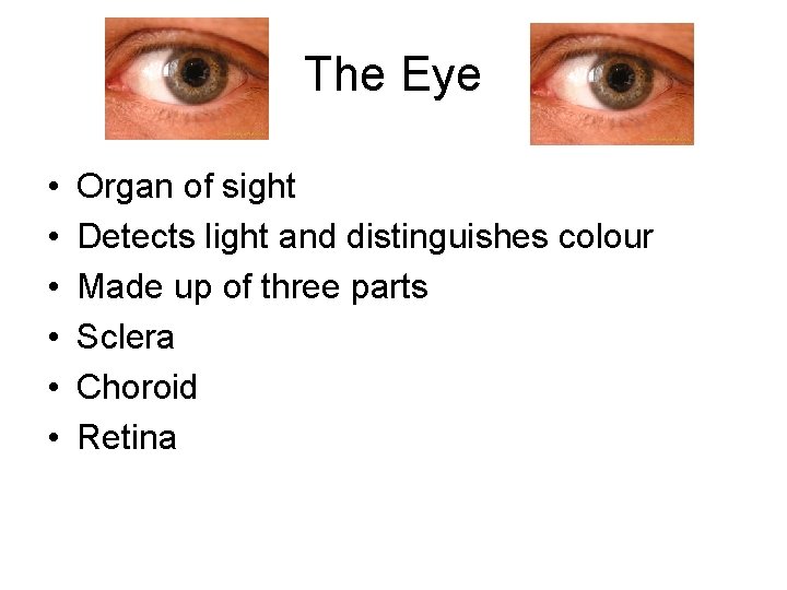 The Eye • • • Organ of sight Detects light and distinguishes colour Made