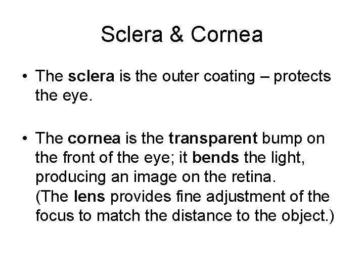 Sclera & Cornea • The sclera is the outer coating – protects the eye.