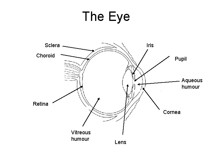 The Eye Sclera Iris Choroid Pupil Aqueous humour Retina Cornea Vitreous humour Lens 