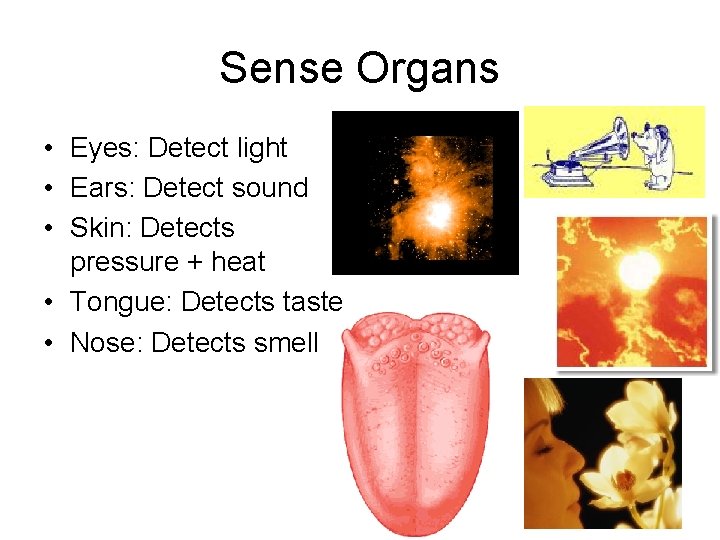 Sense Organs • Eyes: Detect light • Ears: Detect sound • Skin: Detects pressure