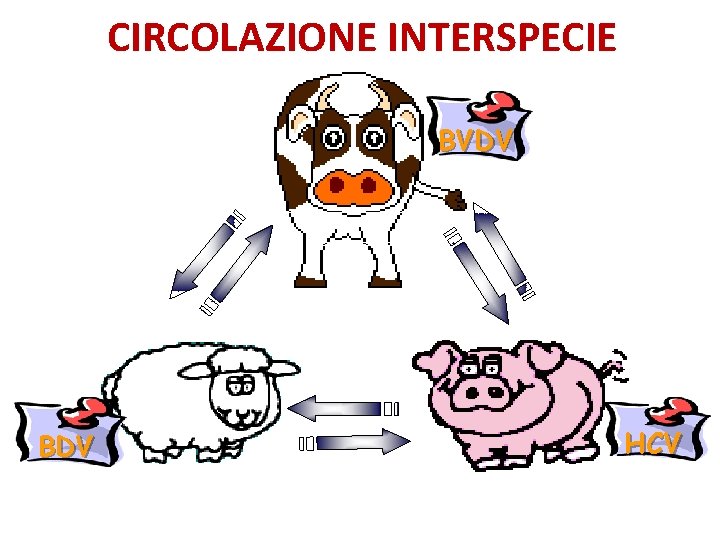 CIRCOLAZIONE INTERSPECIE BVDV BDV HCV 