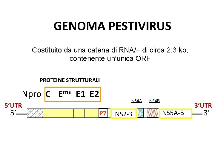 GENOMA PESTIVIRUS Costituito da una catena di RNA/+ di circa 2. 3 kb, contenente