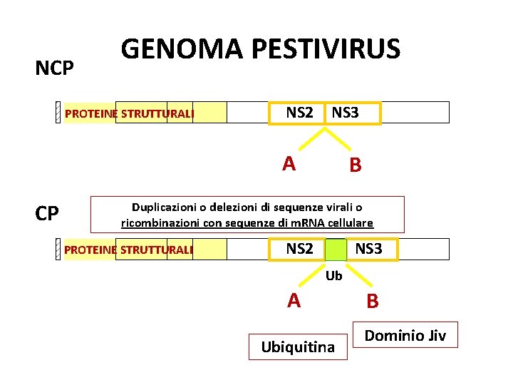 NCP GENOMA PESTIVIRUS PROTEINE STRUTTURALI NS 2 NS 3 A CP B Duplicazioni o