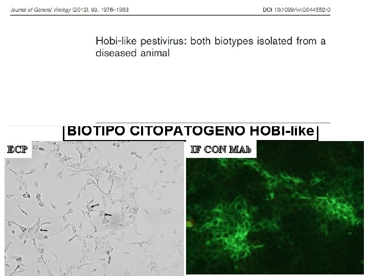 BIOTIPO CITOPATOGENO HOBI-like ECP IF CON MAb 