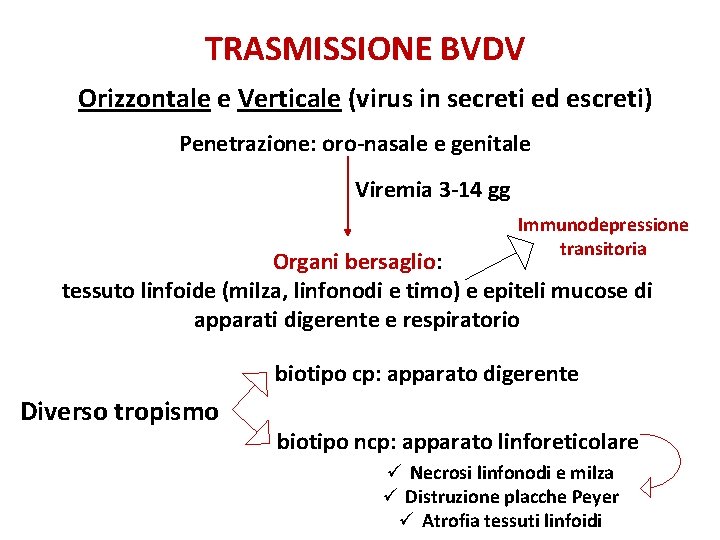 TRASMISSIONE BVDV Orizzontale e Verticale (virus in secreti ed escreti) Penetrazione: oro-nasale e genitale