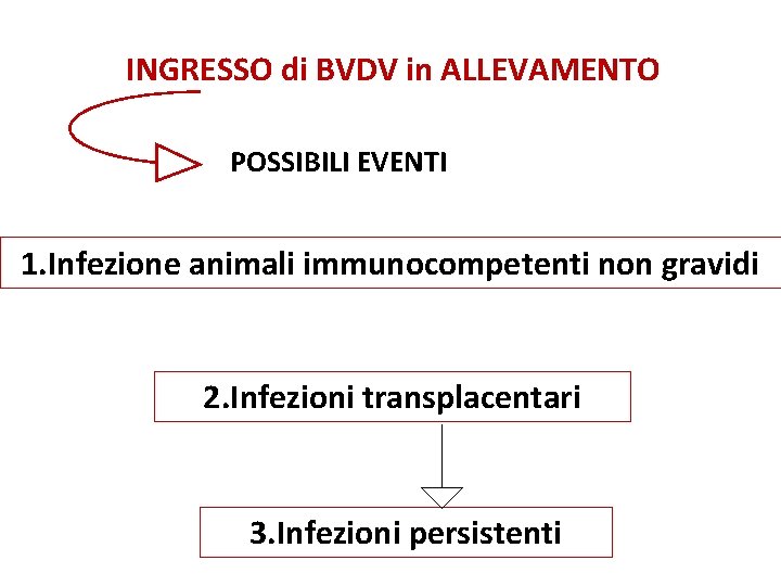 INGRESSO di BVDV in ALLEVAMENTO POSSIBILI EVENTI 1. Infezione animali immunocompetenti non gravidi 2.