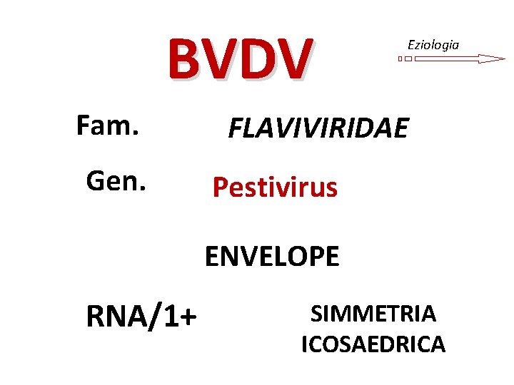 BVDV Fam. Gen. Eziologia FLAVIVIRIDAE Pestivirus ENVELOPE RNA/1+ SIMMETRIA ICOSAEDRICA 