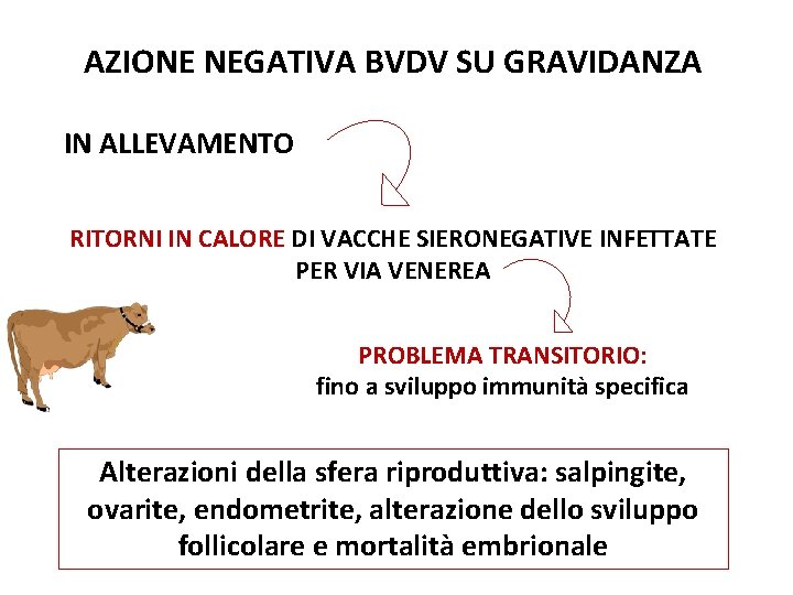 AZIONE NEGATIVA BVDV SU GRAVIDANZA IN ALLEVAMENTO RITORNI IN CALORE DI VACCHE SIERONEGATIVE INFETTATE