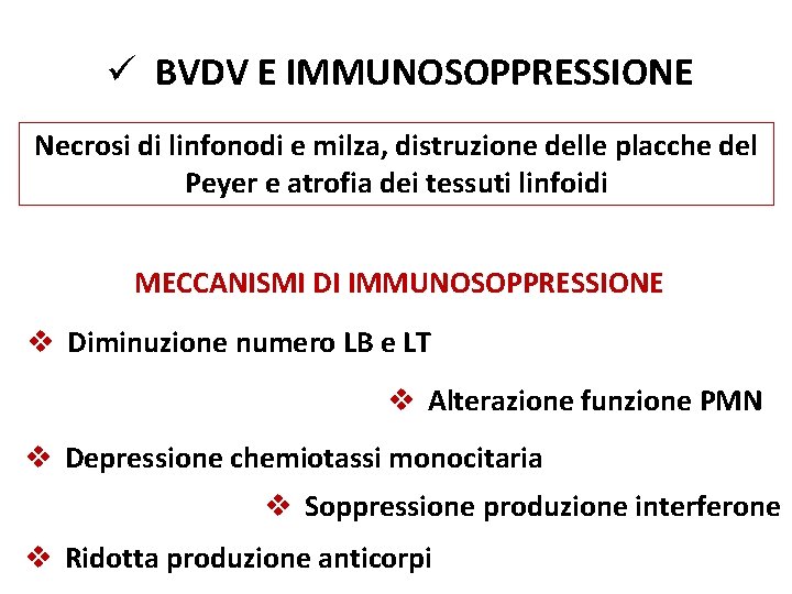 ü BVDV E IMMUNOSOPPRESSIONE Necrosi di linfonodi e milza, distruzione delle placche del Peyer