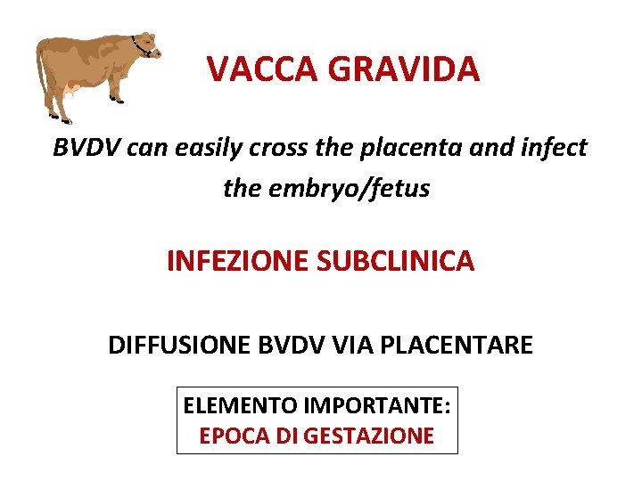 VACCA GRAVIDA BVDV can easily cross the placenta and infect the embryo/fetus INFEZIONE SUBCLINICA