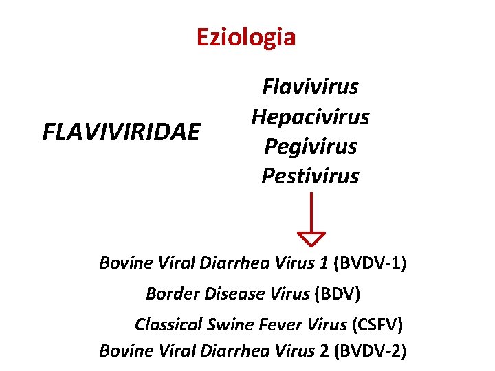 Eziologia FLAVIVIRIDAE Flavivirus Hepacivirus Pegivirus Pestivirus Bovine Viral Diarrhea Virus 1 (BVDV-1) Border Disease