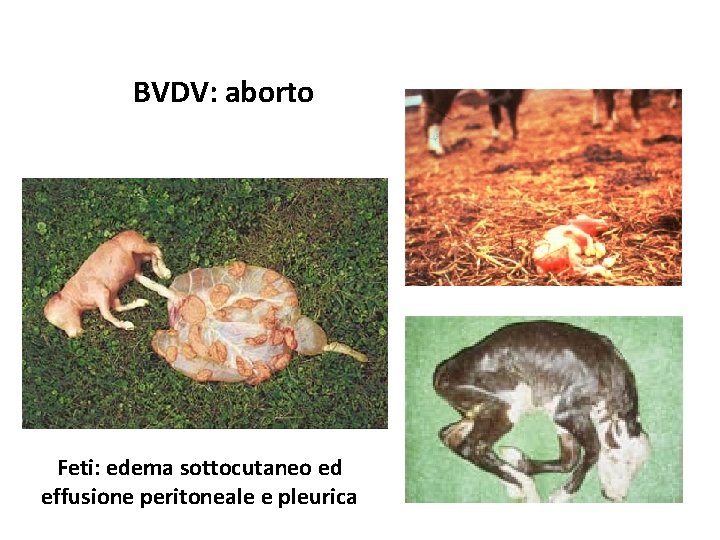 BVDV: aborto Feti: edema sottocutaneo ed effusione peritoneale e pleurica 