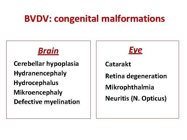 BVDV: congenital malformations Brain Cerebellar hypoplasia Hydranencephaly Hydrocephalus Mikroencephaly Defective myelination Eye Catarakt Retina