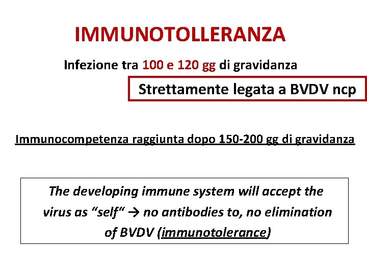 IMMUNOTOLLERANZA Infezione tra 100 e 120 gg di gravidanza Strettamente legata a BVDV ncp