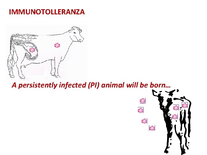 IMMUNOTOLLERANZA A persistently infected (PI) animal will be born… 