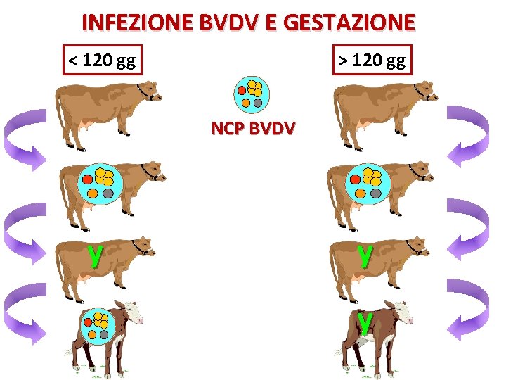 INFEZIONE BVDV E GESTAZIONE < 120 gg > 120 gg NCP BVDV y y