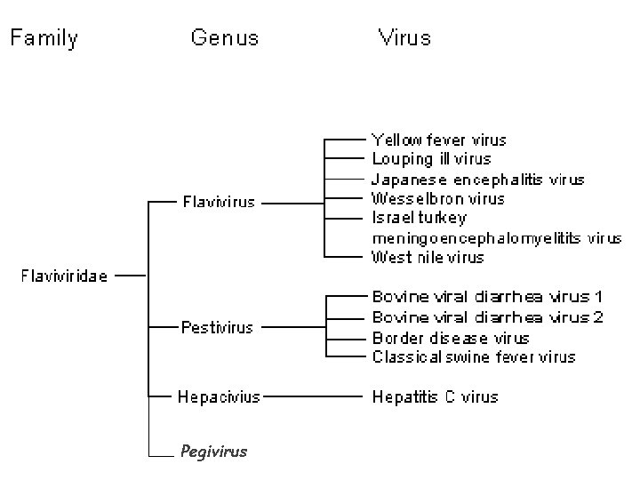 Pegivirus 